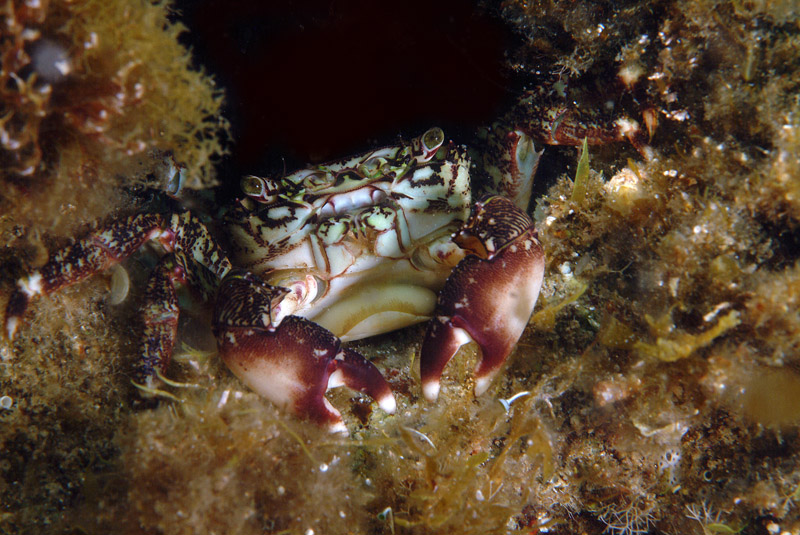 Sacculina su Pachygrapsus marmoratus